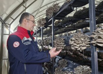 Son teknolojiyle yılda 84 ton üretim yapıyor: Bölgenin önemli gelir kaynağı
