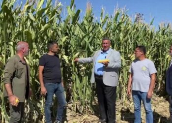 “Mısır, Çiftçiden Ucuza Alındı, İthal Ürün Pahalıya Satıldı!”