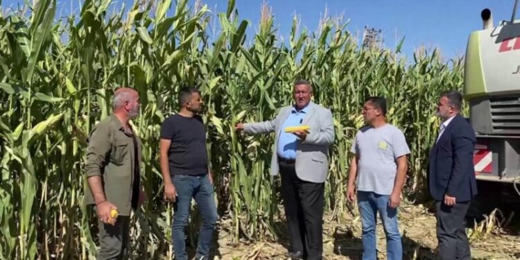 “Mısır, Çiftçiden Ucuza Alındı, İthal Ürün Pahalıya Satıldı!” 1 misir
