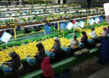 Kendi kendimize yeterlilik oranı yüzde 100 olan ürünü bile ithal eder hale geldik: Limonun da suyu çıktı! 1 Kendi kendimize yeterlilik oranı yüzde 100 olan ürünü bile ithal eder hale geldik: Limonun da suyu çıktı!