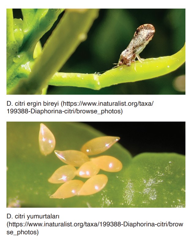 ASYA ve AFRİKA TURUNÇGİL PSYLLID SÜRVEY TALİMATI 2 p1