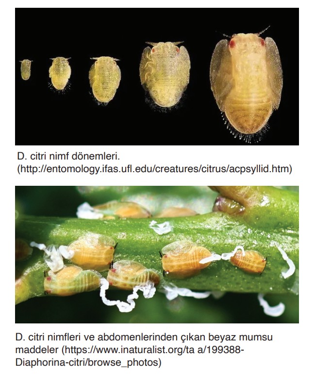 ASYA ve AFRİKA TURUNÇGİL PSYLLID SÜRVEY TALİMATI 3 p2