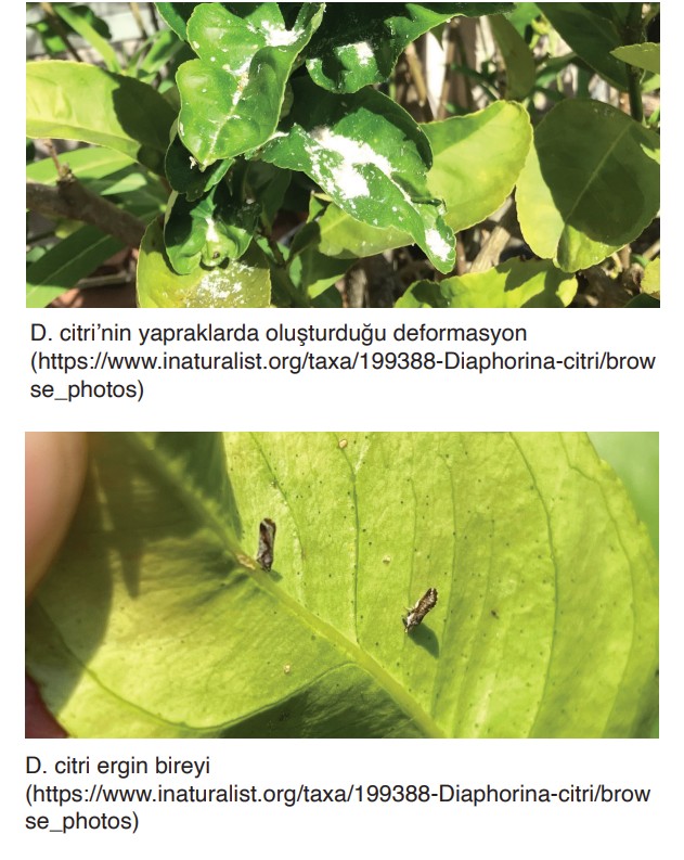 ASYA ve AFRİKA TURUNÇGİL PSYLLID SÜRVEY TALİMATI 4 p3