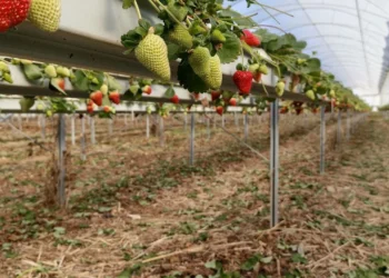 Silifke Çileğinde Hasat Başladı: Fiyat 160 Liraya Kadar Ulaşıyor