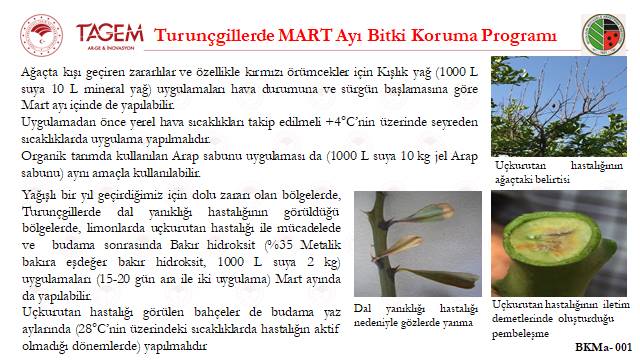 Turunçgil Üreticilerine Mart Ayı Uyarısı: Bitki Koruma ve Biyotop Yönetimi Öne Çıkıyor 2 tagem 2