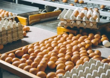 Körfez’den yumurta talebi patladı ama kota sebebiyle ihracat yapılamıyor