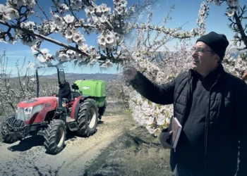 Yıllarca boş kaldı, şimdi para basıyor! 80 bin fidan dikildi: Rekolte umudu arttı