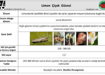 Limon Çiçek Güvesi