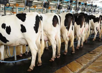 Çiğ süt maliyeti Mart’ta 21,79 liraya çıktı: Üretici sütte fiyat güncellemesi bekliyor
