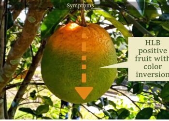 Citrus Greening