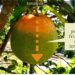 Citrus Greening