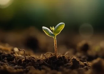 Fidan üretimi ve pazarlamasında yeni düzenleme