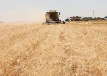Hububat fiyatları yükselişte: Karadeniz buğdayında 240 dolar sınırı!