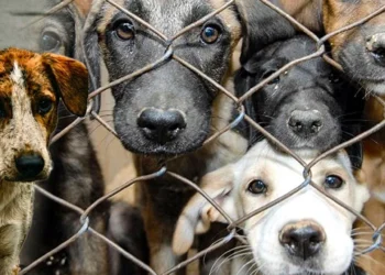 Kampüslerdeki köpekler öldürülecek! Hayvanseverler ve hukukçular ayakta