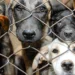 Kampüslerdeki köpekler öldürülecek! Hayvanseverler ve hukukçular ayakta 5 Kampüslerdeki köpekler öldürülecek! Hayvanseverler ve hukukçular ayakta