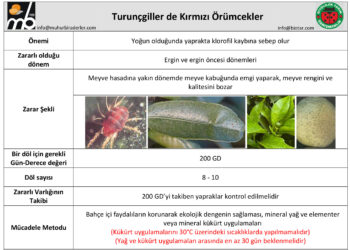 Turunçgiller de Kırmızı Örümcekler
