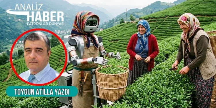 Rize'de robotlar çay topladığında ne olacak? 1 Rizede robotlar
