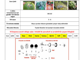Turunçgiller de Unlubitler