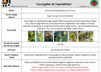 Turunçgiller de Yaprakbitleri