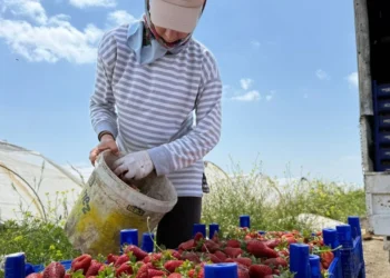 Serik’in Çilek Üreticilerinden ‘Hal’ Çağrısı: Tarlada 35 TL, Markette 150 TL