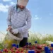 Serik’in Çilek Üreticilerinden ‘Hal’ Çağrısı: Tarlada 35 TL, Markette 150 TL 7 Serik’in Çilek Üreticilerinden ‘Hal’ Çağrısı: Tarlada 35 TL, Markette 150 TL