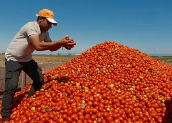 Salçalık domateste kritik karar: Çiftçi sözleşmeden kaçıyor