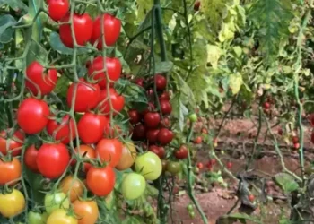 Antalya Tarım’a 44,6 milyon lira ceza