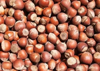 Fındıkta fiyatlar TMO’nun altına düştü, denge bozuldu
