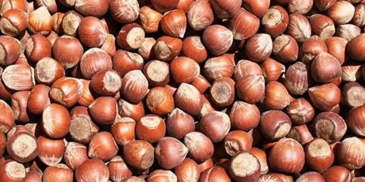 Fındıkta fiyatlar TMO’nun altına düştü, denge bozuldu 1 findik 1