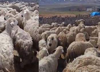 “Kars’ta koyunlar birbirini yemeye başladı” iddiası: Bakanlıktan açıklama