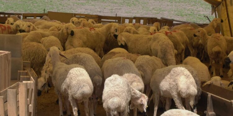 Kurbanlık fiyatlarında geçen yıl göre yüzde 60 artış bekleniyor 1 koyun