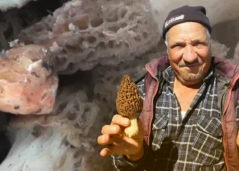 Kilosu 1000 liradan alıcı buluyor: Kazdağları’nda orman köylüsünün yüzünü güldüren hasat
