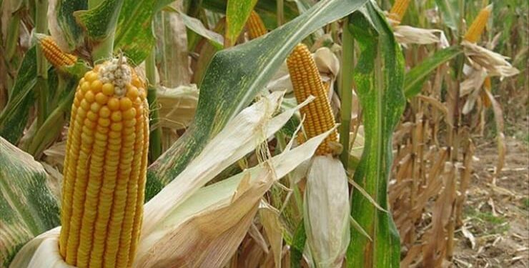 Tekirdağ'da GDO'lu mısır davası: Mahkeme bilirkişi raporu istedi 1 misir davasi