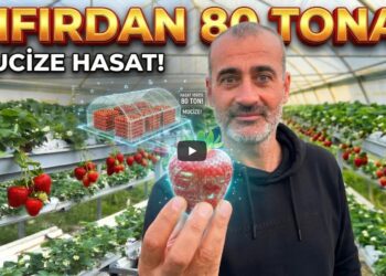 Otomotivi Bıraktı, Çiftçi Oldu! Sıfırdan 80 Tona / Topraksız Tarımda Çilek Yetiştiriciliği