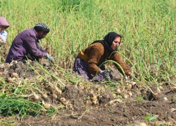 Soğanda Hasat Başladı: Fiyat Belirsizliği Endişelendiriyor