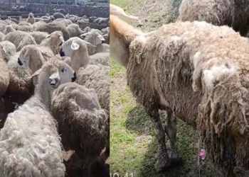 Bakan Yumaklı’nın “örnek” gösterdiği sürü can çekişiyor: “Hayvanlarım stresten birbirini yiyor!”