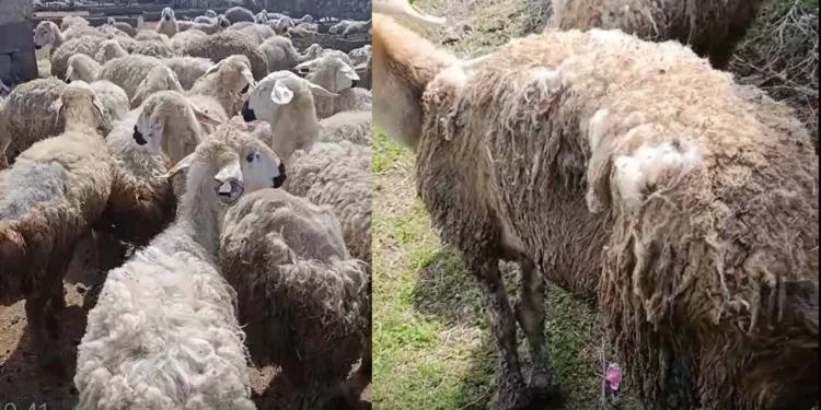 Bakan Yumaklı’nın "örnek" gösterdiği sürü can çekişiyor: "Hayvanlarım stresten birbirini yiyor!" 1 suru