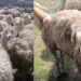 Bakan Yumaklı’nın "örnek" gösterdiği sürü can çekişiyor: "Hayvanlarım stresten birbirini yiyor!" 6 Bakan Yumaklı’nın “örnek” gösterdiği sürü can çekişiyor: “Hayvanlarım stresten birbirini yiyor!”
