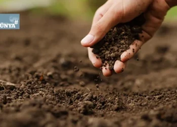 Savaşın sessiz yıkımı: Toprak gıda ve gelecek