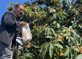 Alanya’da ezber bozan hasat: Üretici bahçesini halka açtı, toplayana bedava!
