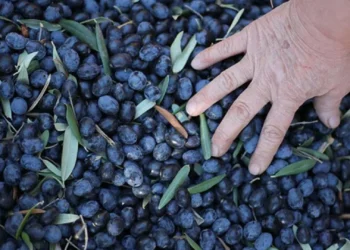 Marmarabirlik açıkladı: Zeytin üreticisine 1.2 milyar TL destek 4 Marmarabirlik açıkladı: Zeytin üreticisine 1.2 milyar TL destek