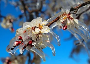Tarım ve Orman Bakanlığı’ndan çiftçiye zirai don uyarısı