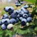 Blueberry üretimi ile hedef 50 milyon Euro gelir