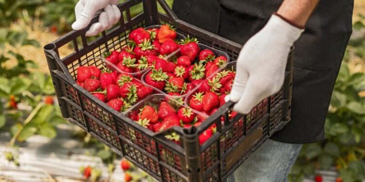 From above anonymous worker in gloves carrying plastic box while picking ripe strawberries in greenhouse
