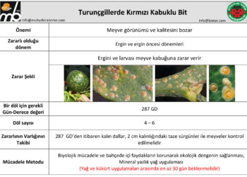 Turunçgillerde Kırmızı Kabuklu Bit