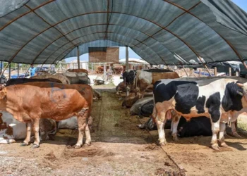 Kurban pazarında satışlar beklentinin altında kaldı