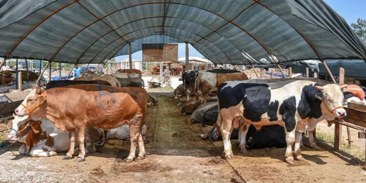 Kurban pazarında satışlar beklentinin altında kaldı 1 Kurban pazari