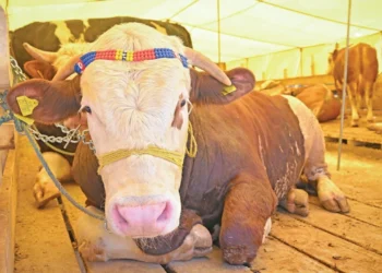 Kurbanlık sevkiyatlarında düşüş durdu, fiyat yüzde 33,3 arttı
