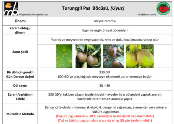 Turunçgil Pas Böcüsü, (Uyuz)