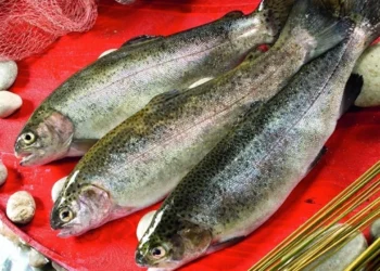 Somonda hedef 200 bin ton üretim, 1 milyar dolar ihracat